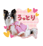 パピヨンの夢ちゃん♡6（個別スタンプ：20）