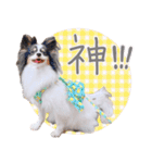 パピヨンの夢ちゃん♡6（個別スタンプ：22）