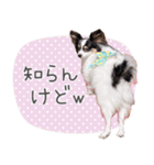 パピヨンの夢ちゃん♡6（個別スタンプ：24）