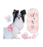 パピヨンの夢ちゃん♡6（個別スタンプ：25）