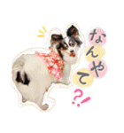 パピヨンの夢ちゃん♡6（個別スタンプ：26）