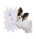 パピヨンの夢ちゃん♡6（個別スタンプ：28）