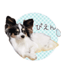 パピヨンの夢ちゃん♡6（個別スタンプ：29）