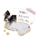 パピヨンの夢ちゃん♡6（個別スタンプ：31）