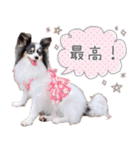 パピヨンの夢ちゃん♡6（個別スタンプ：33）