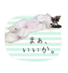 パピヨンの夢ちゃん♡6（個別スタンプ：36）