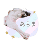 パピヨンの夢ちゃん♡6（個別スタンプ：38）