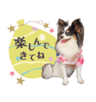 パピヨンの夢ちゃん♡6（個別スタンプ：39）