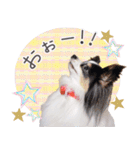 パピヨンの夢ちゃん♡6（個別スタンプ：40）