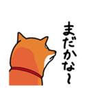 柴犬ワンワンスタンプ3（個別スタンプ：6）