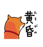 柴犬ワンワンスタンプ3（個別スタンプ：7）