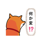 柴犬ワンワンスタンプ3（個別スタンプ：8）