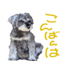 可愛いシュナウザーそらちゃんスタンプ（個別スタンプ：4）