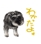 可愛いシュナウザーそらちゃんスタンプ（個別スタンプ：7）