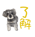 可愛いシュナウザーそらちゃんスタンプ（個別スタンプ：11）