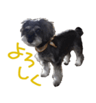 可愛いシュナウザーそらちゃんスタンプ（個別スタンプ：15）