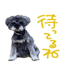 可愛いシュナウザーそらちゃんスタンプ（個別スタンプ：17）