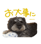 可愛いシュナウザーそらちゃんスタンプ（個別スタンプ：19）