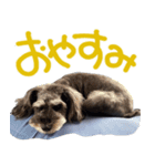 可愛いシュナウザーそらちゃんスタンプ（個別スタンプ：24）