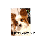 パピヨンのレオ‼️（個別スタンプ：3）