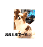 パピヨンのレオ‼️（個別スタンプ：5）