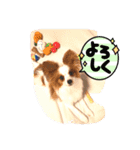 パピヨンのレオ‼️（個別スタンプ：8）