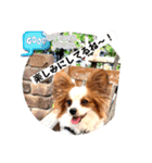 パピヨンのレオ‼️（個別スタンプ：9）