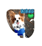 パピヨンのレオ‼️（個別スタンプ：14）