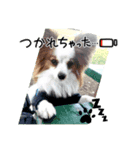 パピヨン レオの日常❣️（個別スタンプ：1）