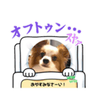 パピヨン レオの日常❣️（個別スタンプ：3）