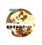パピヨン レオの日常❣️（個別スタンプ：5）
