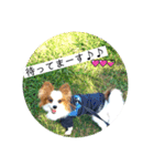 パピヨン レオの日常❣️（個別スタンプ：11）