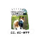 パピヨン レオの日常❣️（個別スタンプ：12）