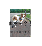 パピヨン レオの日常❣️（個別スタンプ：15）