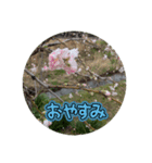 何気ない春✿（個別スタンプ：2）