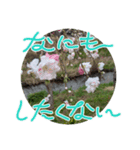 何気ない春✿（個別スタンプ：3）