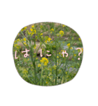 何気ない春✿（個別スタンプ：5）
