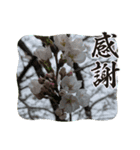 何気ない春✿（個別スタンプ：7）