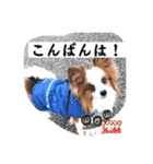 パピヨン レオの独り言！（個別スタンプ：4）