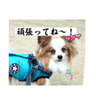 パピヨン レオの独り言！（個別スタンプ：5）