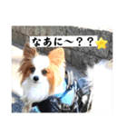 パピヨン レオの独り言！（個別スタンプ：7）