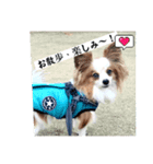 パピヨン レオの独り言！（個別スタンプ：9）