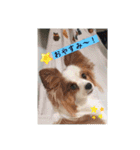 パピヨン レオの独り言！（個別スタンプ：11）