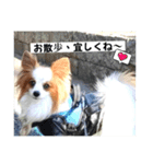 パピヨン レオの独り言！（個別スタンプ：12）