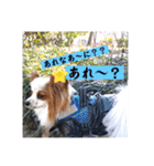 パピヨン レオの独り言！（個別スタンプ：13）