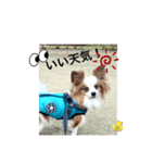 パピヨン レオの独り言！（個別スタンプ：14）