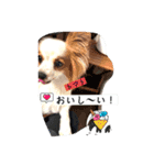パピヨン レオの独り言！（個別スタンプ：15）