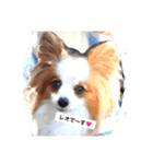 パピヨン レオの独り言！（個別スタンプ：16）