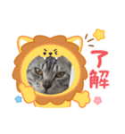 サバトラのアラシ君（個別スタンプ：4）