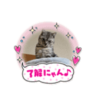 サバトラのアラシ君（個別スタンプ：6）
